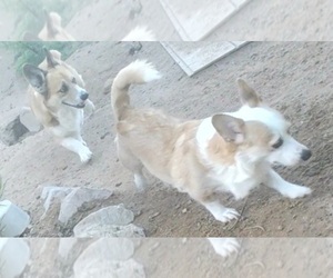 Mother of the Aussie-Corgi puppies born on 06/20/2026