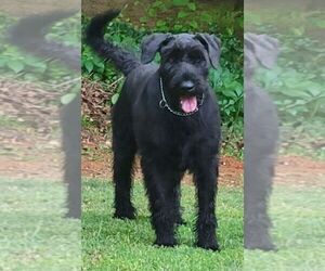Mother of the Schnauzer (Giant) puppies born on 09/19/2024