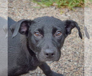 Border Collie-Unknown Mix Dogs for adoption in Huntley, IL, USA