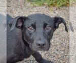 Small Border Collie Mix