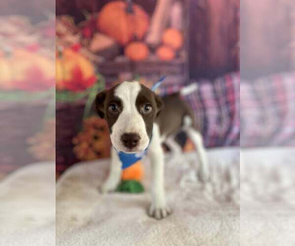 Medium Photo #13 American Pit Bull Terrier-Unknown Mix Puppy For Sale in New York, NY, USA