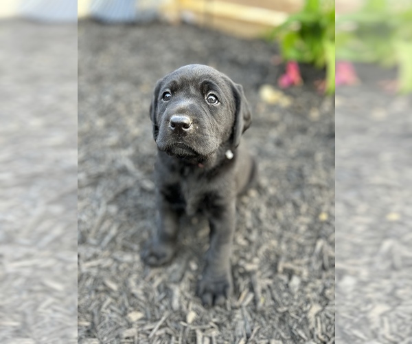 Medium Photo #2 Labrador Retriever Puppy For Sale in DANVILLE, KY, USA