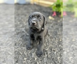 Small Photo #2 Labrador Retriever Puppy For Sale in DANVILLE, KY, USA