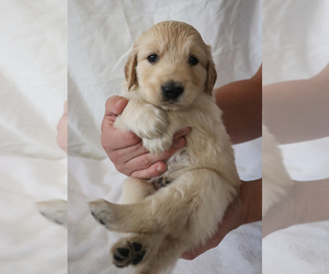 Golden Retriever Puppy for Sale in GOLD CANYON, Arizona USA