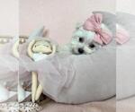 Small #6 Maltese