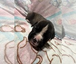 Small Photo #13 Boxer Puppy For Sale in RALEIGH, NC, USA