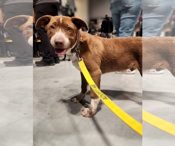 Medium Photo #6 Mutt Puppy For Sale in New London, WI, USA