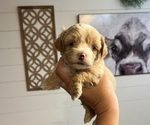 Puppy Puppy 1 Maltipoo (Miniature)