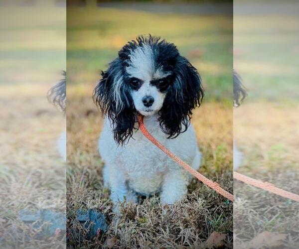 Medium Photo #4 Poodle (Toy) Puppy For Sale in Pacolet, SC, USA