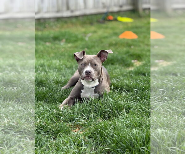 Medium Photo #1 American Pit Bull Terrier-Labrador Retriever Mix Puppy For Sale in Marine City, MI, USA