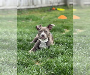 American Pit Bull Terrier-Labrador Retriever Mix Dogs for adoption in Marine City, MI, USA
