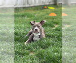 Small American Pit Bull Terrier-Labrador Retriever Mix