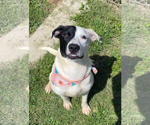 Labrador Retriever-Unknown Mix Dogs for adoption in Wheaton, IL, USA