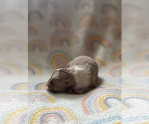 Miniature Australian Shepherd Puppy for sale in PRAIRIE GROVE, AR, USA