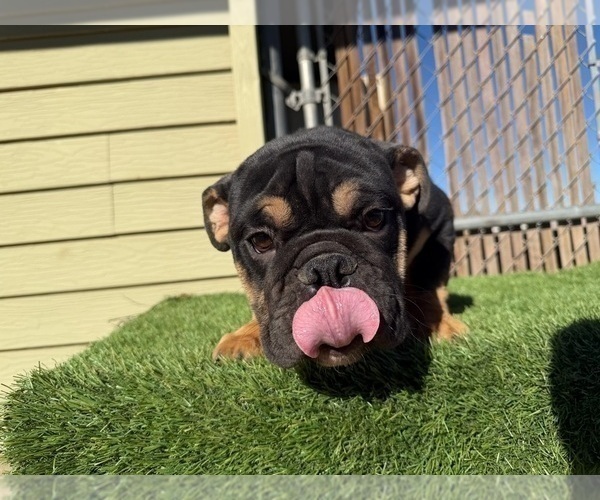 Medium Photo #2 English Bulldog Puppy For Sale in LAS VEGAS, NV, USA