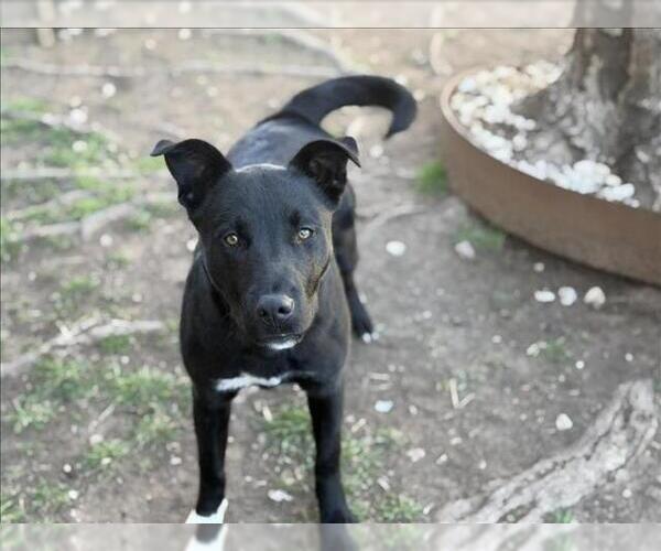 Medium Photo #2 Mutt Puppy For Sale in Tulsa, OK, USA