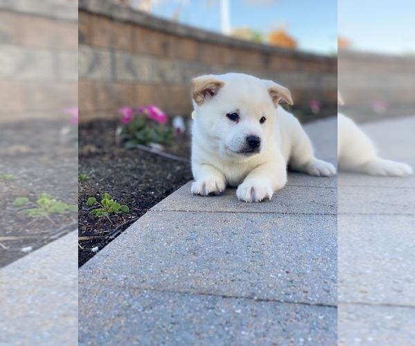 Medium Photo #3 Shiba Inu Puppy For Sale in CANOGA, NY, USA