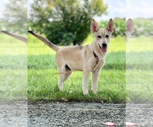 German Shepherd Dog-Siberian Husky Mix Puppy for sale in DE GRAFF, OH, USA