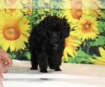 Pedro - Male Poodle (Toy) Puppy for Sale - Photo #21