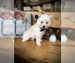 Small #4 Pomsky