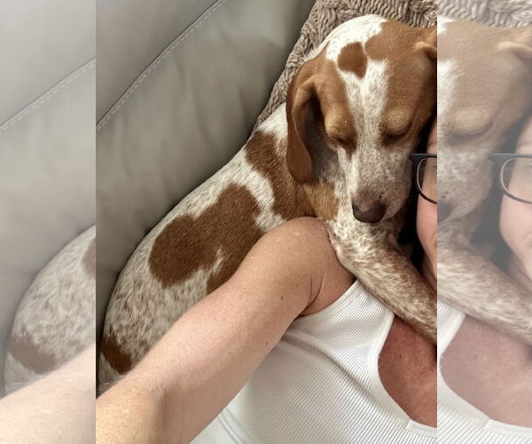 Medium Photo #3 Beagle-Unknown Mix Puppy For Sale in Okolona, MS, USA