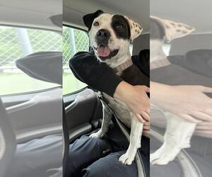 Mutt Dogs for adoption in Tulsa, OK, USA