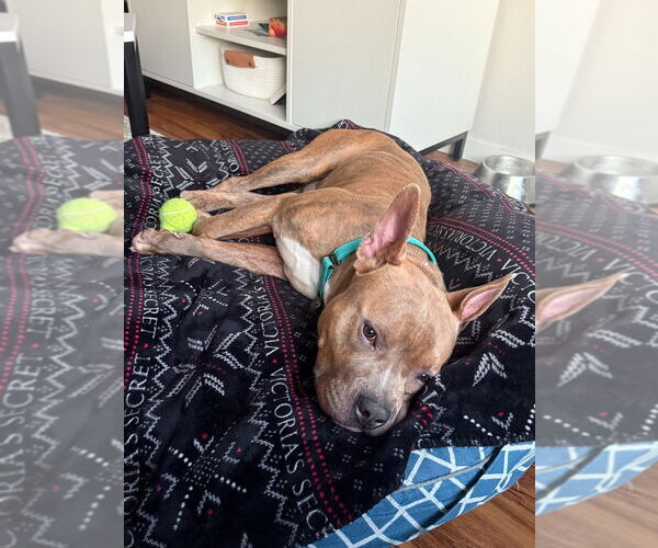 Medium Photo #4 Mutt Puppy For Sale in Minneapolis, MN, USA