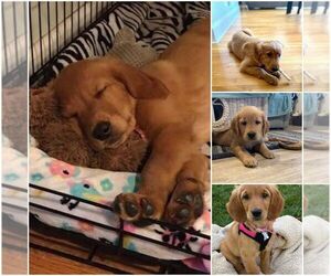 Golden Retriever Puppy for sale in PALM COAST, FL, USA