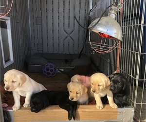 Labrador Retriever Litter for sale in PASO ROBLES, CA, USA