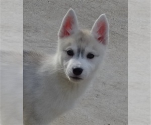 Siberian Husky Puppy for sale in DOSWELL, VA, USA