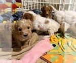 Small #21 Goldendoodle (Miniature)