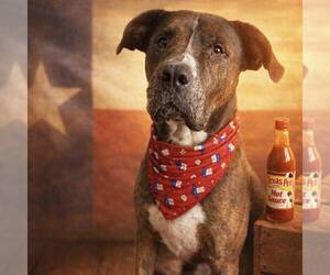 American Bulldog-Unknown Mix Dogs for adoption in New Oxford , PA, USA