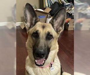 ZCL-D-Angel - Female German Shepherd Dog Dog for Adoption