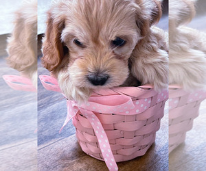 Cockapoo Puppy for Sale in WEST ORANGE, New Jersey USA