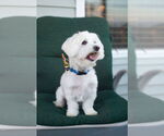 Small #29 Maltese Mix