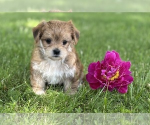 Morkie Puppy for sale in ROCK STREAM, NY, USA