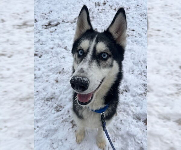 Medium Photo #3 Siberian Husky-Unknown Mix Puppy For Sale in Brewster, NY, USA