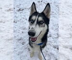Small #2 Siberian Husky Mix