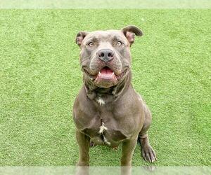 Mutt Dogs for adoption in Orange, CA, USA