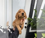 Small #1 Golden Retriever