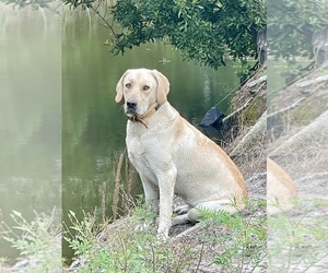 Mother of the Labrador Retriever puppies born on 12/27/2025