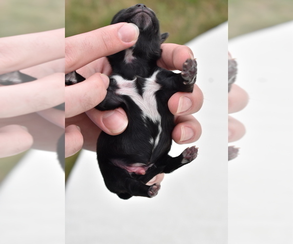 Medium Photo #6 Shih Aussie Puppy For Sale in PALM COAST, FL, USA