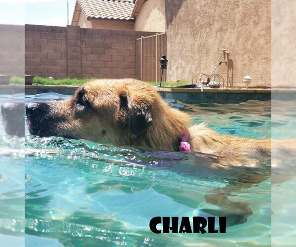 Medium Photo #2 Anatolian Shepherd-Unknown Mix Puppy For Sale in Vail, AZ, USA