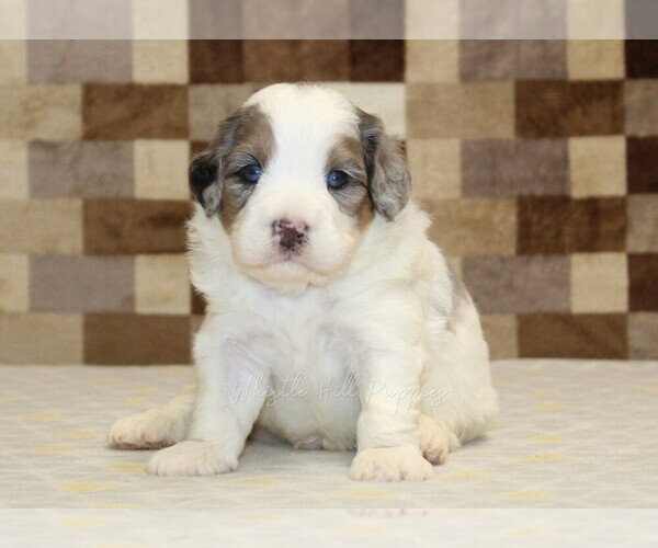 Medium Photo #2 Bernedoodle (Miniature) Puppy For Sale in DENVER, PA, USA