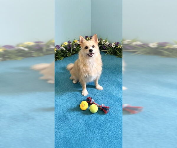 Medium Photo #5 Mutt Puppy For Sale in Weston, FL, USA