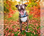 Small #3 Labrador Retriever-Spaniel Mix
