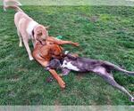 Small #3 Australian Kelpie Mix