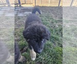 Puppy Grey German Shepherd Dog-Siberian Husky Mix