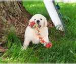 Small #2 English Cream Golden Retriever