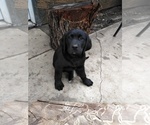 Small Photo #1 Labrador Retriever Puppy For Sale in JURUPA VALLEY, CA, USA